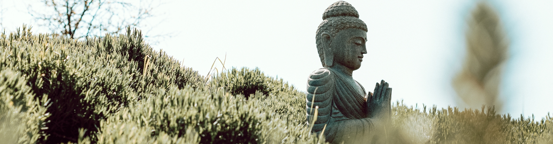 Steinerne Buddha-Statue inmitten eines üppigen Lavendelfelds an einem sonnigen Tag – Symbol für Ruhe und Achtsamkeit in natürlicher Umgebung.