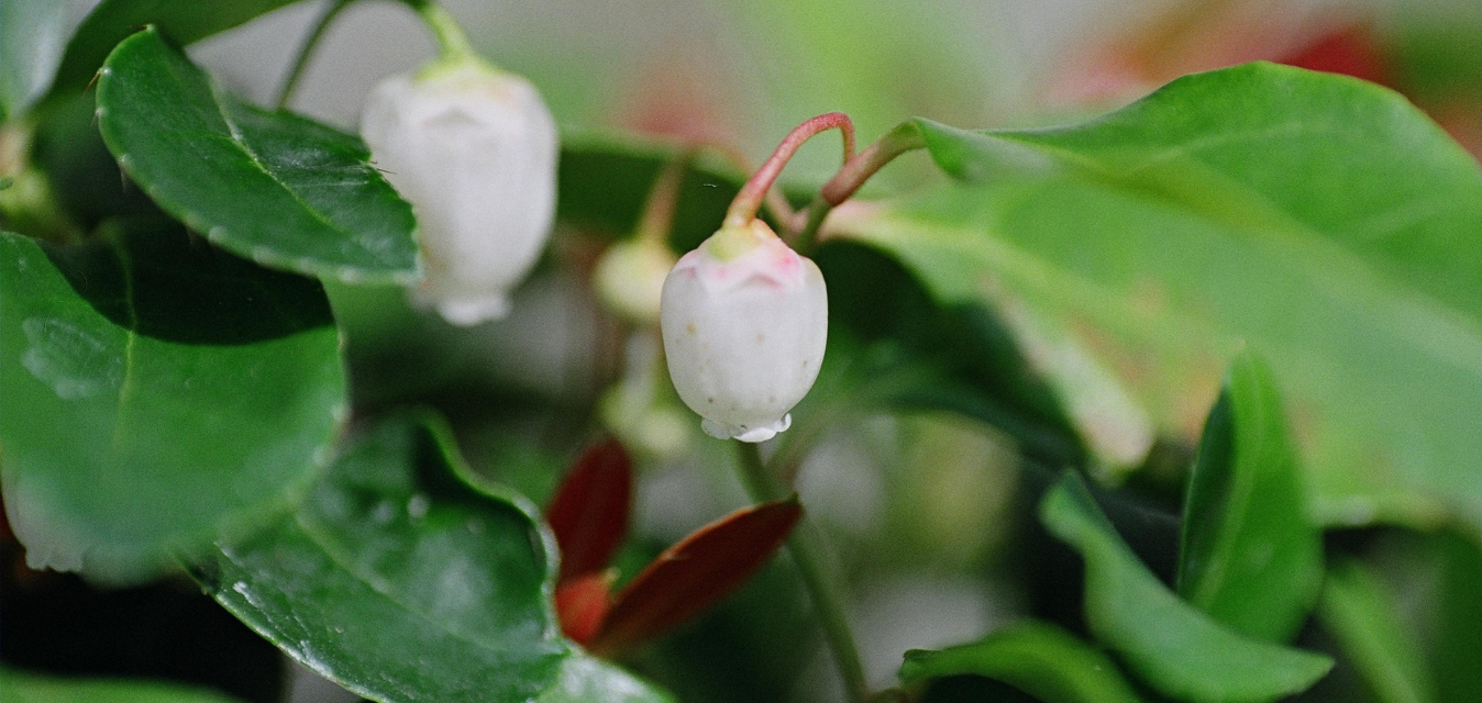 Weiße glockenförmige Blüten der Wintergrünpflanze zwischen grünen Blättern.
