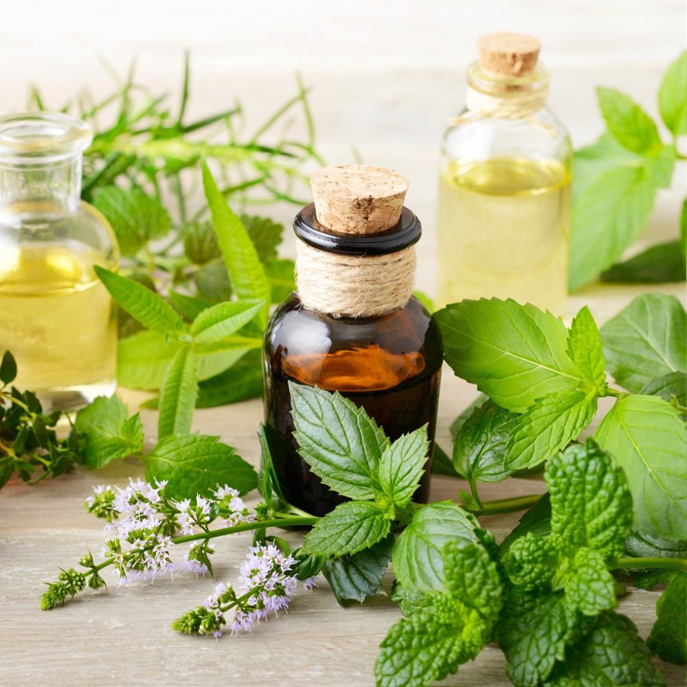 TAOASIS ätherische Öle Lavendel, Teebaum, Japanisches Heilöl und Eukalyptus dekoriert mit Kräutern und Naturmaterialien.