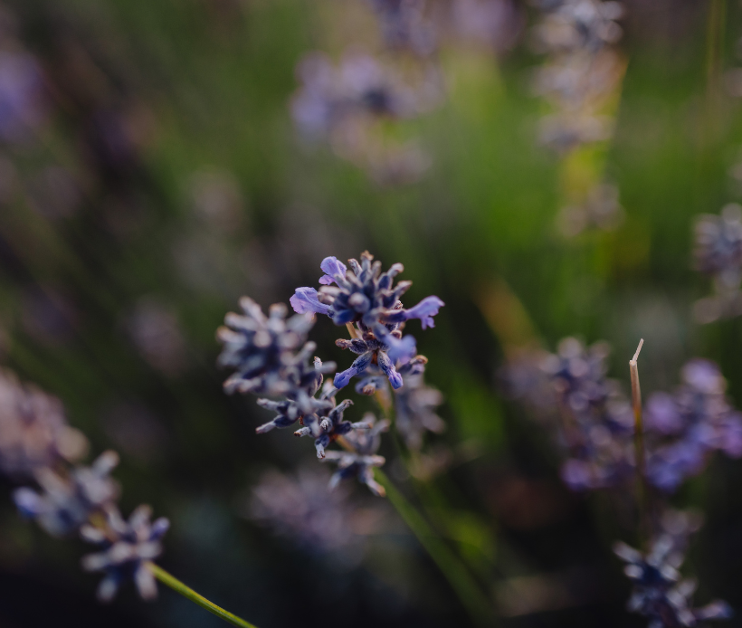 Nahaufnahme einer violetten Lavendelblüte vor unscharfem Hintergrund.