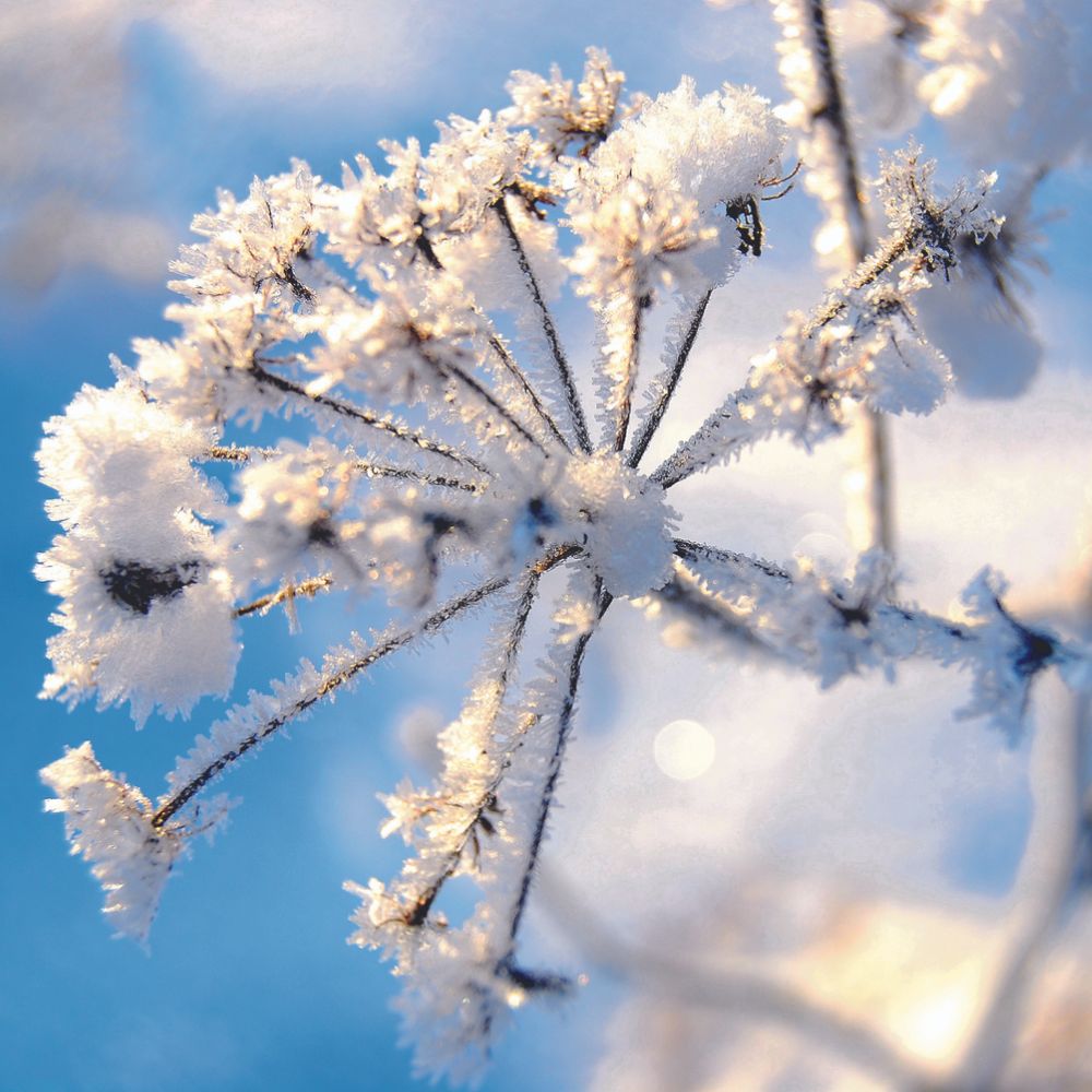 Eiskristalle an Pflanze