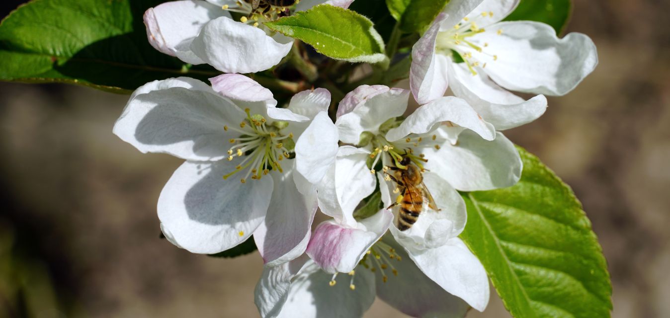 Manuka Blüten mit einer Biene 