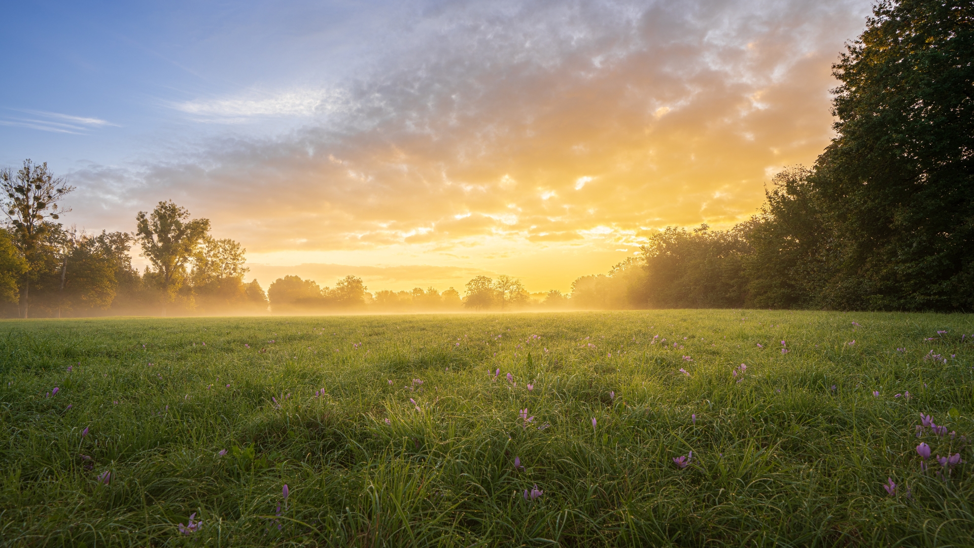 Sonnenaufgang über einer grünen Wiese mit Bäumen am Horizont.