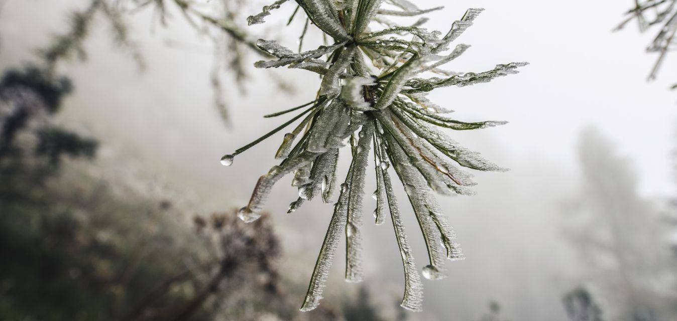 Raus aus dem Wintertief – sanfte Impulse für Körper und Seele