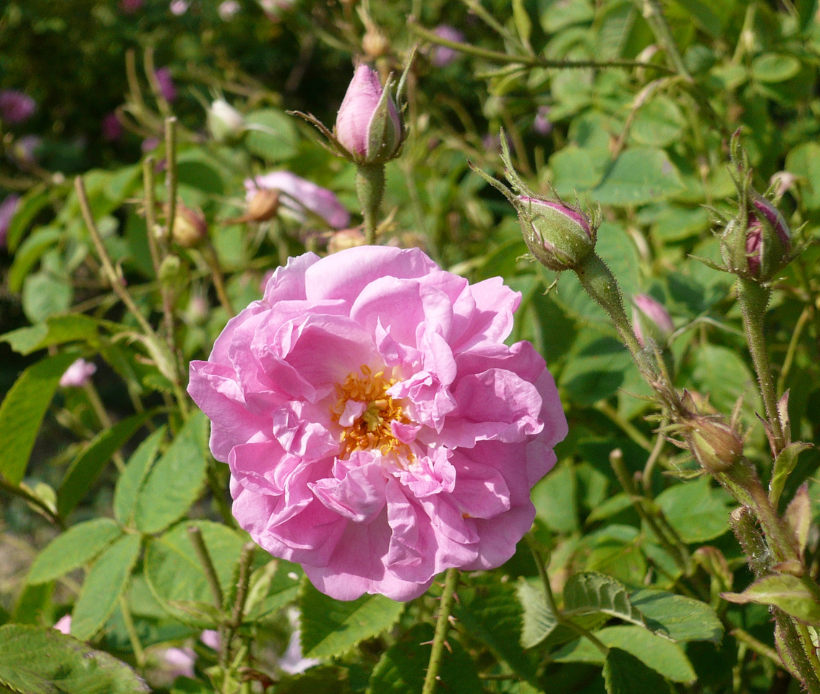 Blühende rosa Rose am Strauch.