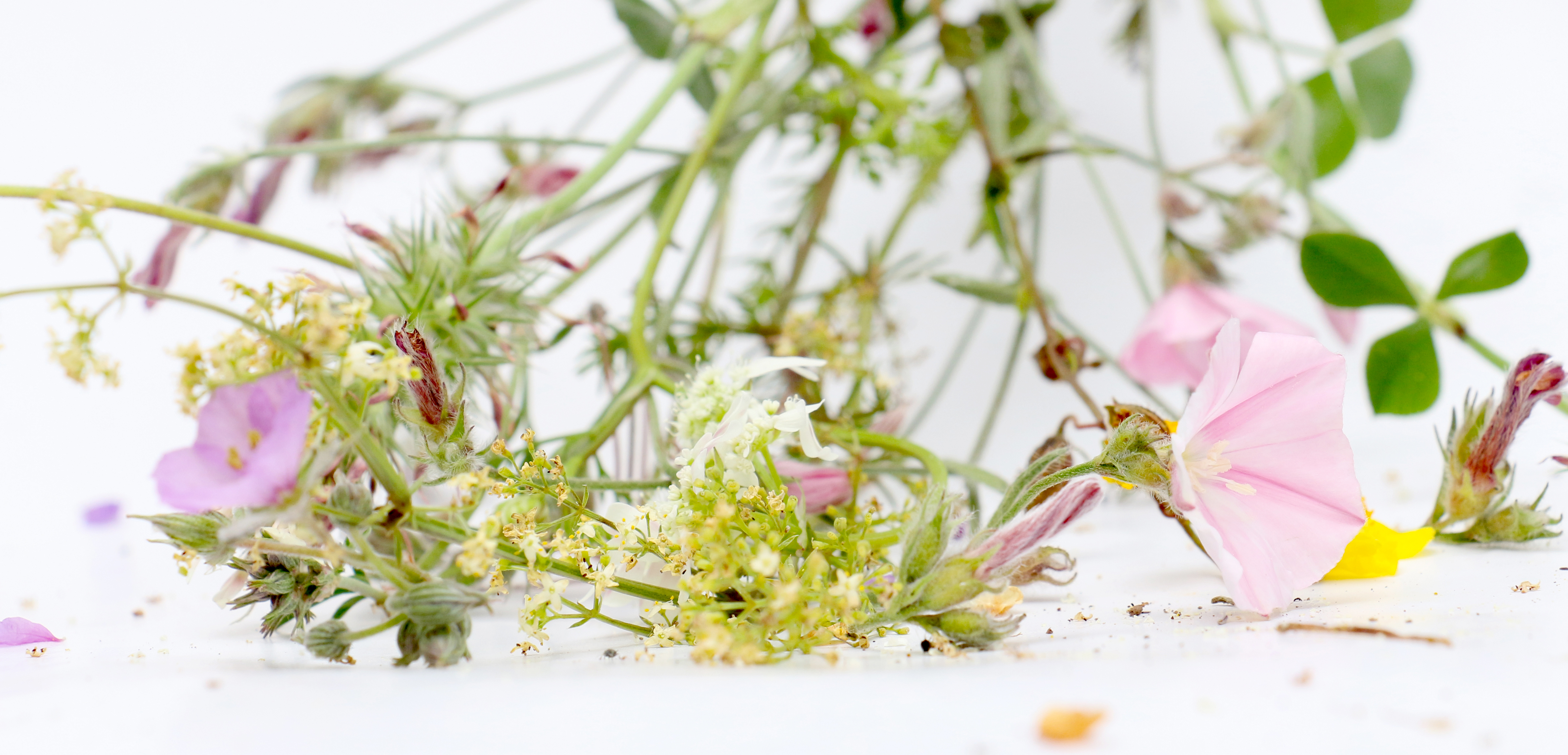 Verschiedene Blumen auf einem weißen Tisch