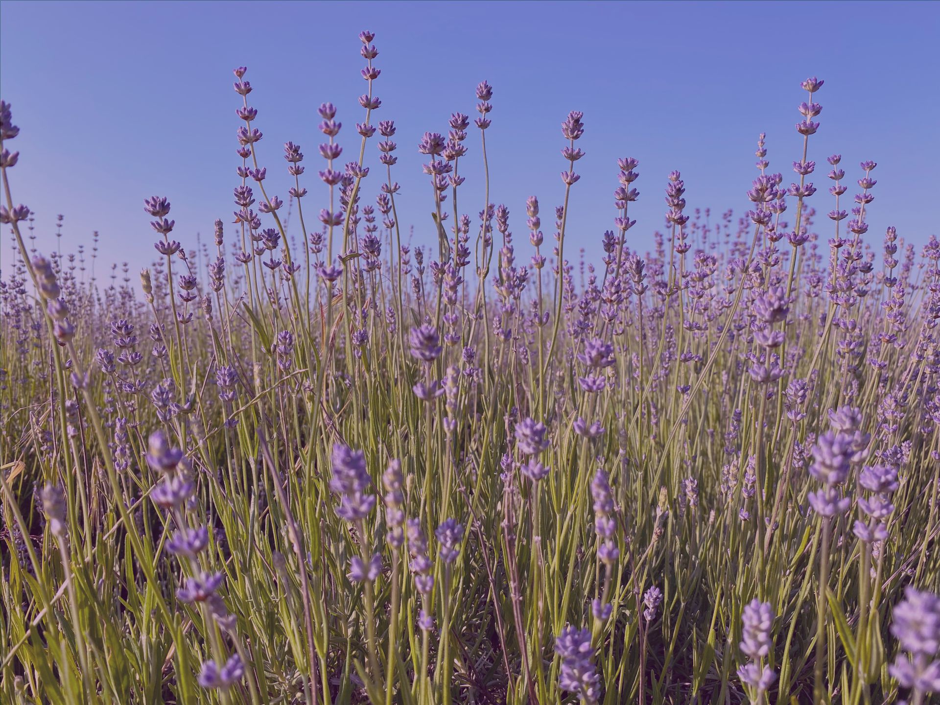 Blühendes Lavendelfeld unter blauem Himmel