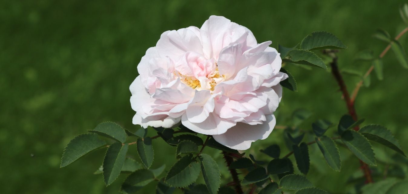 Zarte rosafarbene Blüte der Cistrose auf grünem Hintergrund.