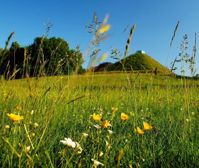 Hohes grünes Gras, mit gelben Blumen. Im Hintergrund sieht man einen Hügel und ein paar Bäume.