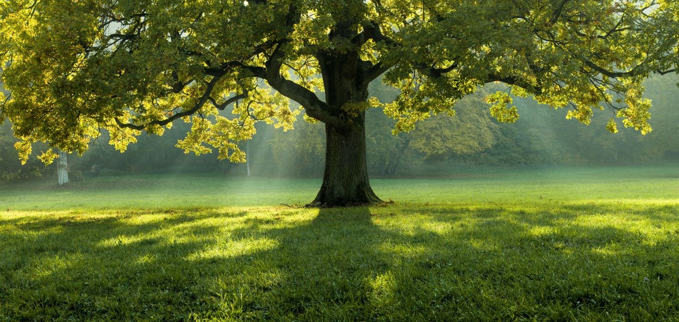 Großer Baum auf einer grünen Wiese im Sonnenlicht.