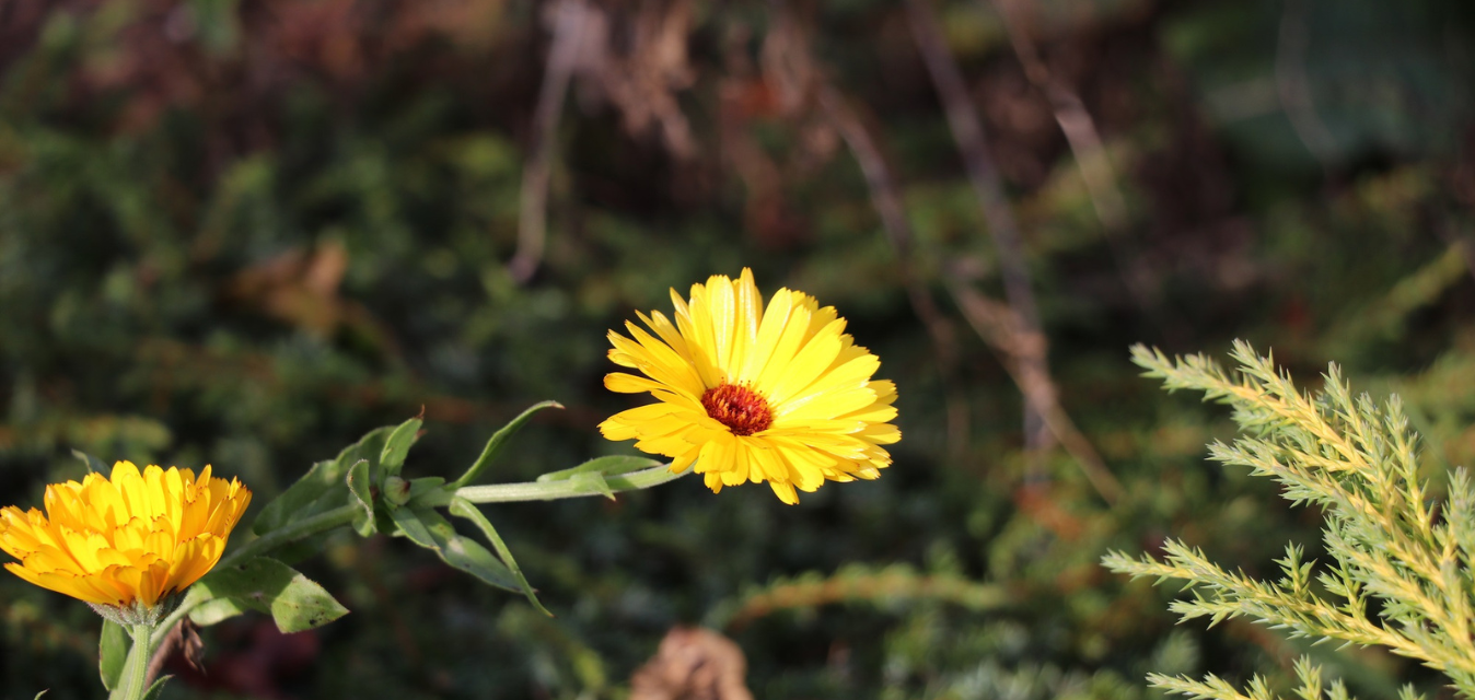 Blume mit 2 gelben Blütenköpfen. Im Hintergrund sieht man das gebüsch eines Waldes.