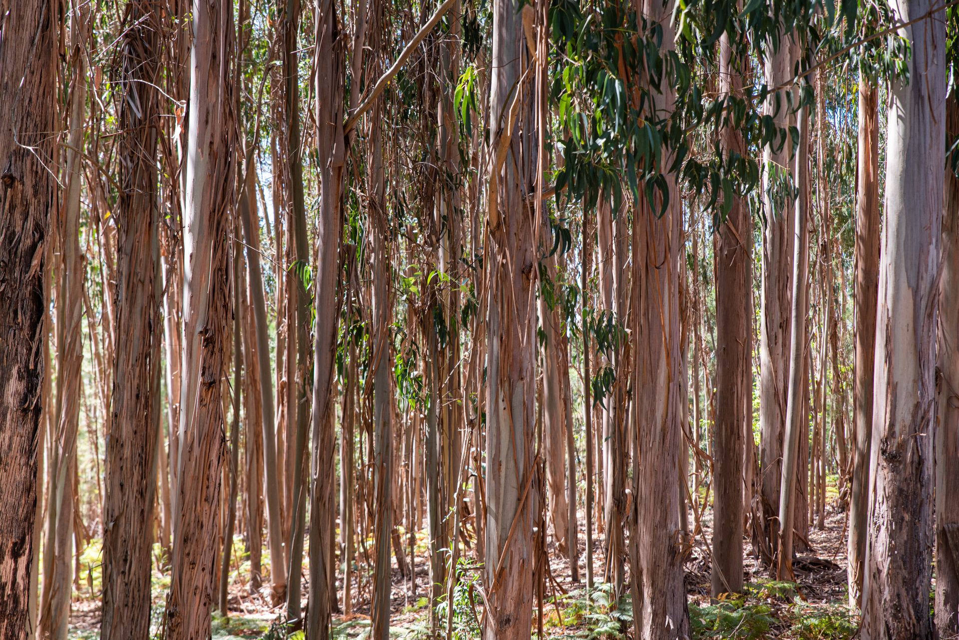 Eukalyptuswald mit hohen, schlanken Baumstämmen und grünen Blättern.