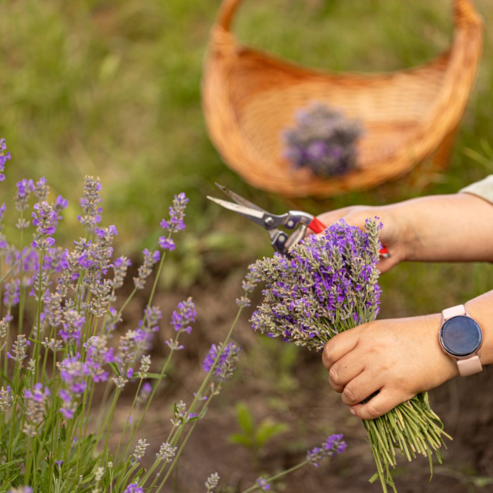 Hände und Lavendel, der geschnitten wird