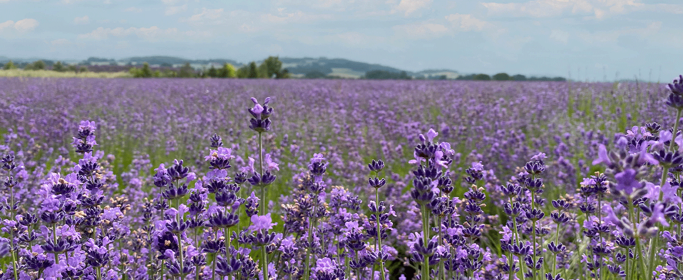 Lila Lavendelfeld mit blauem Himmel.
