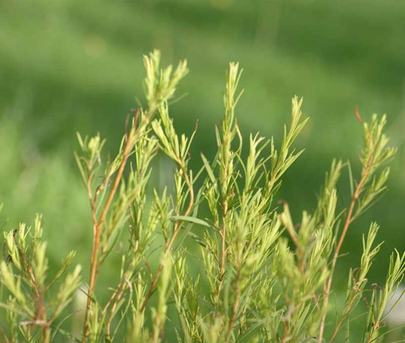 Grüne Zweige des Teebaums mit schmalen Blättern in der Natur.