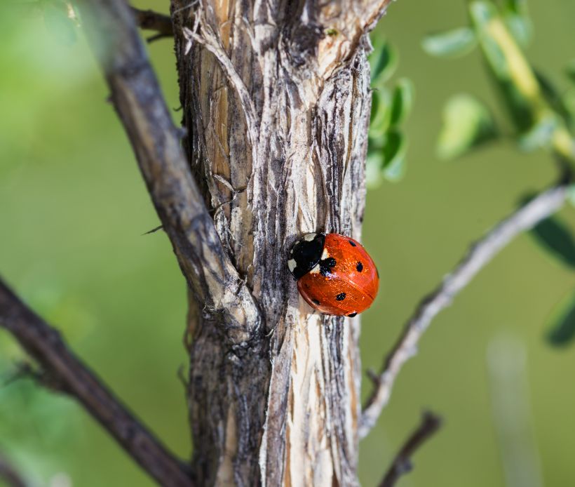 Marienkäfer am Baum.