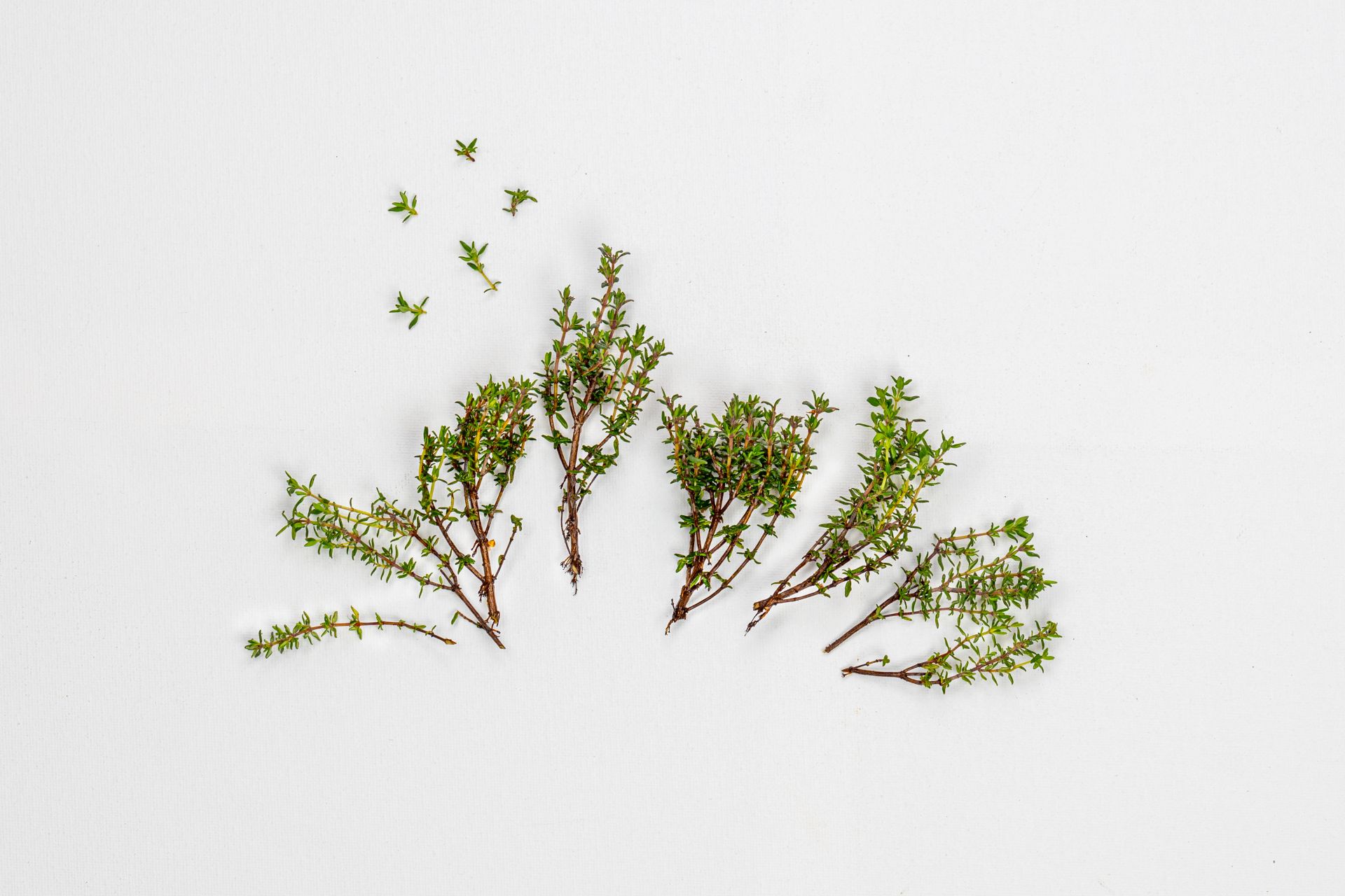 Frische Thymianzweige auf weißem Hintergrund