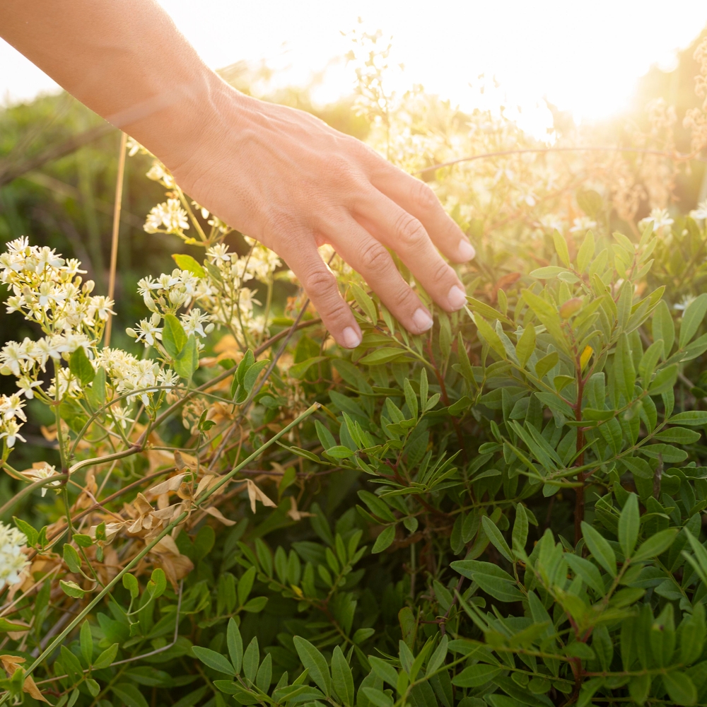 Pfade des Abschieds: Gartenführung zum Thema Palliativpflege