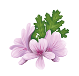 Rosengeranie
