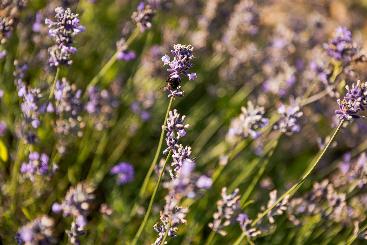 Lavendel-Kräuterkränze binden
