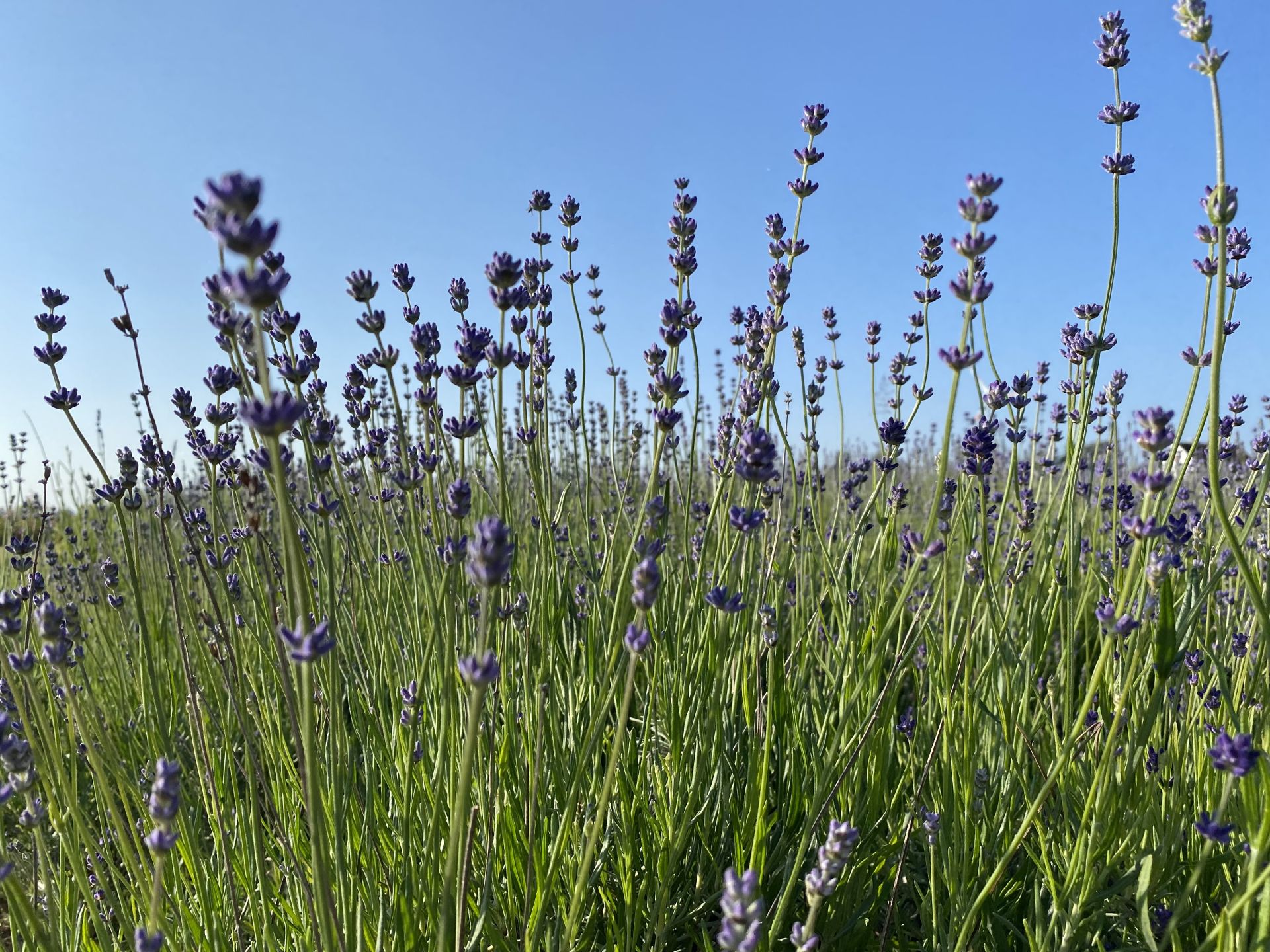 Blühendes Lavendelfeld unter blauem Himmel