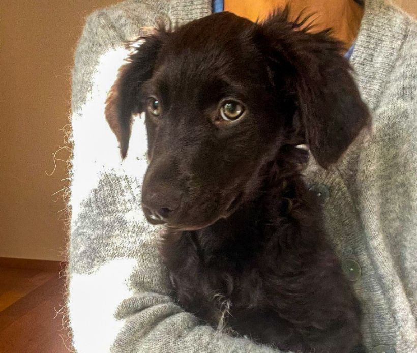 Brauner Hund in Arm einer Person