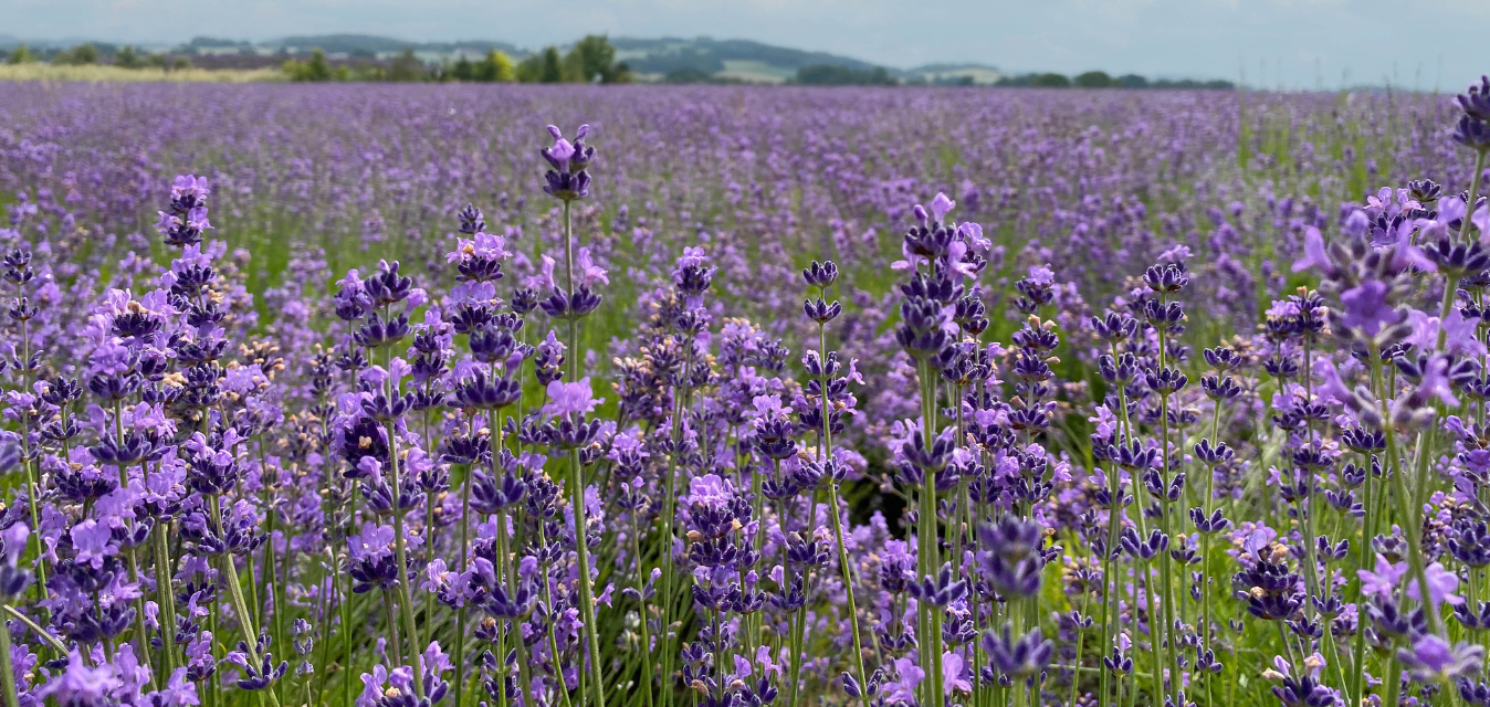 Weites Lavendelfeld mit blühenden lila Lavendelblüten in der Natur.