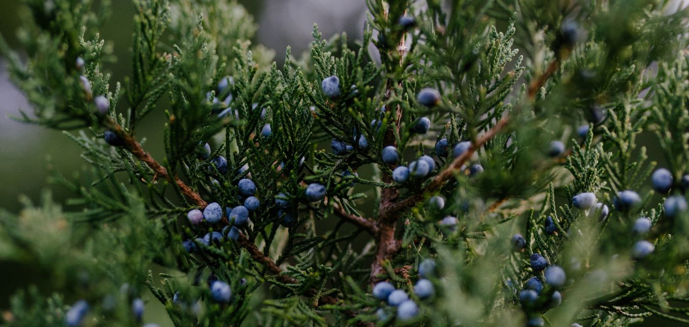 Wachholder Strauch mit Blauen Beeren
