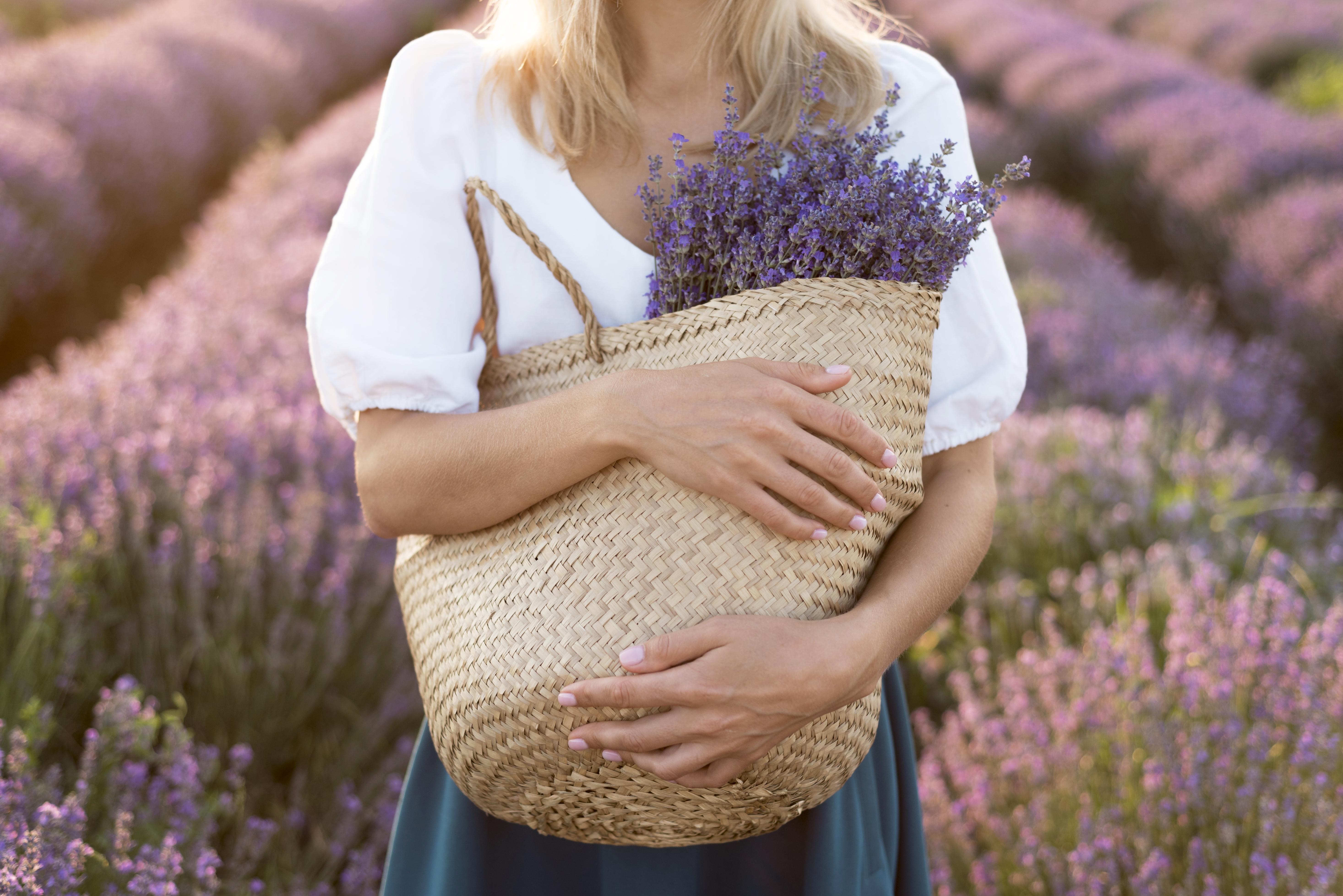 Frau sammelt Lavendel in Tasche