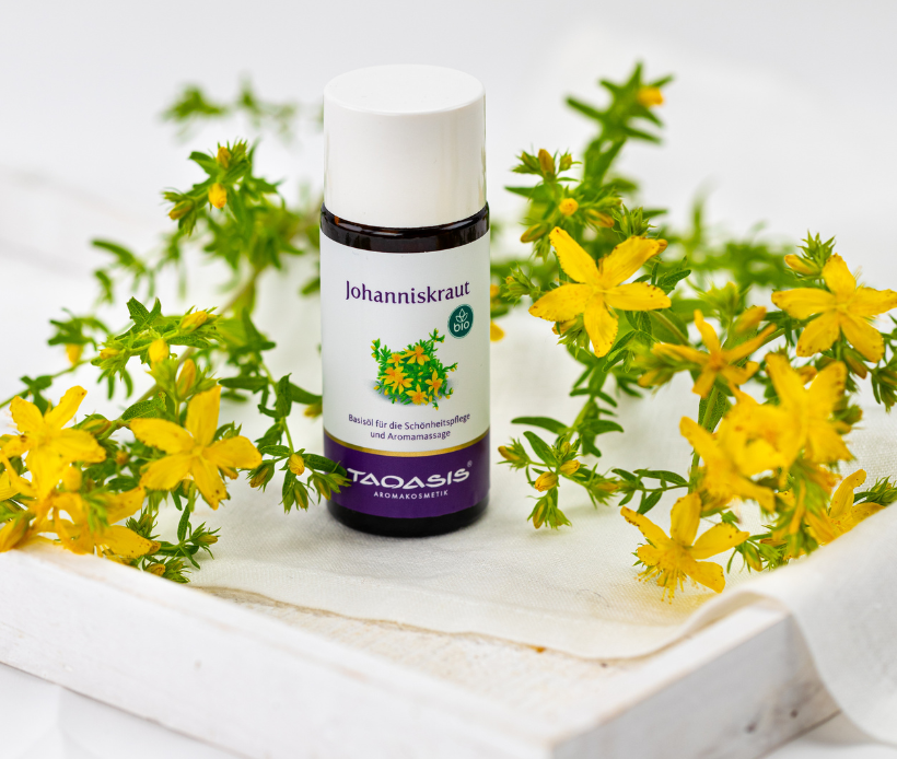 TAOASIS Johanniskraut Basisöl in Glasflasche, umgeben von gelben Johanniskrautblüten.