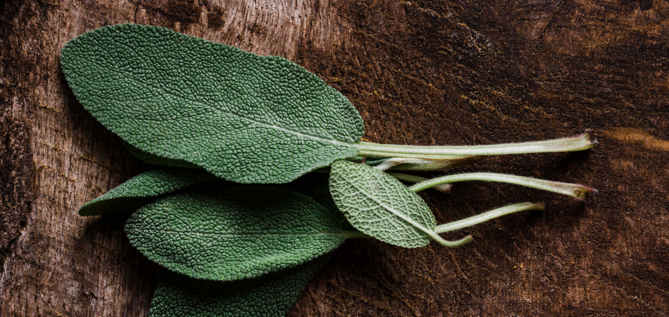 Frische Salbeiblätter auf rustikalem Holzuntergrund mit samtiger, leicht silbrig-grüner Blattstruktur.