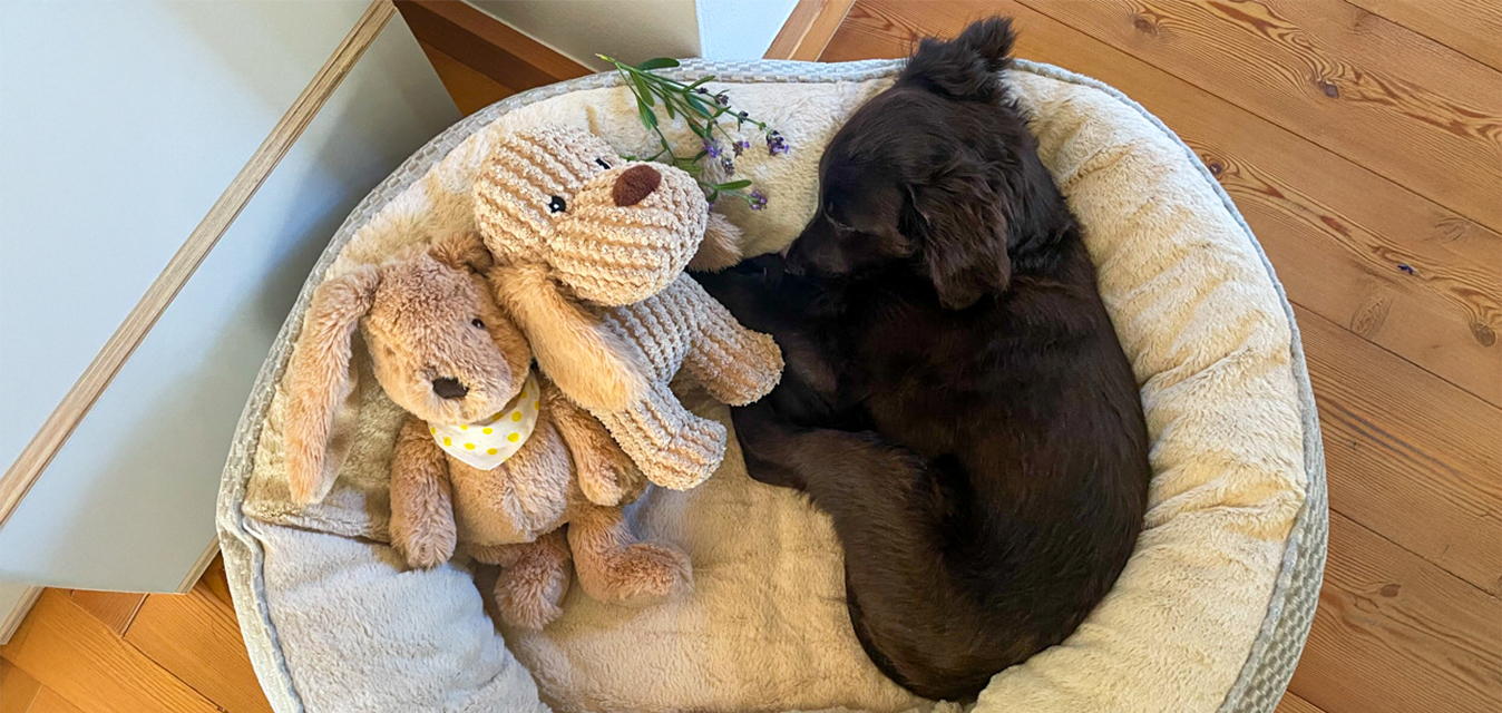 Brauner Hund im Körbchen mit 2 Kuscheltieren. Im Hintergrund sind Schränke.
