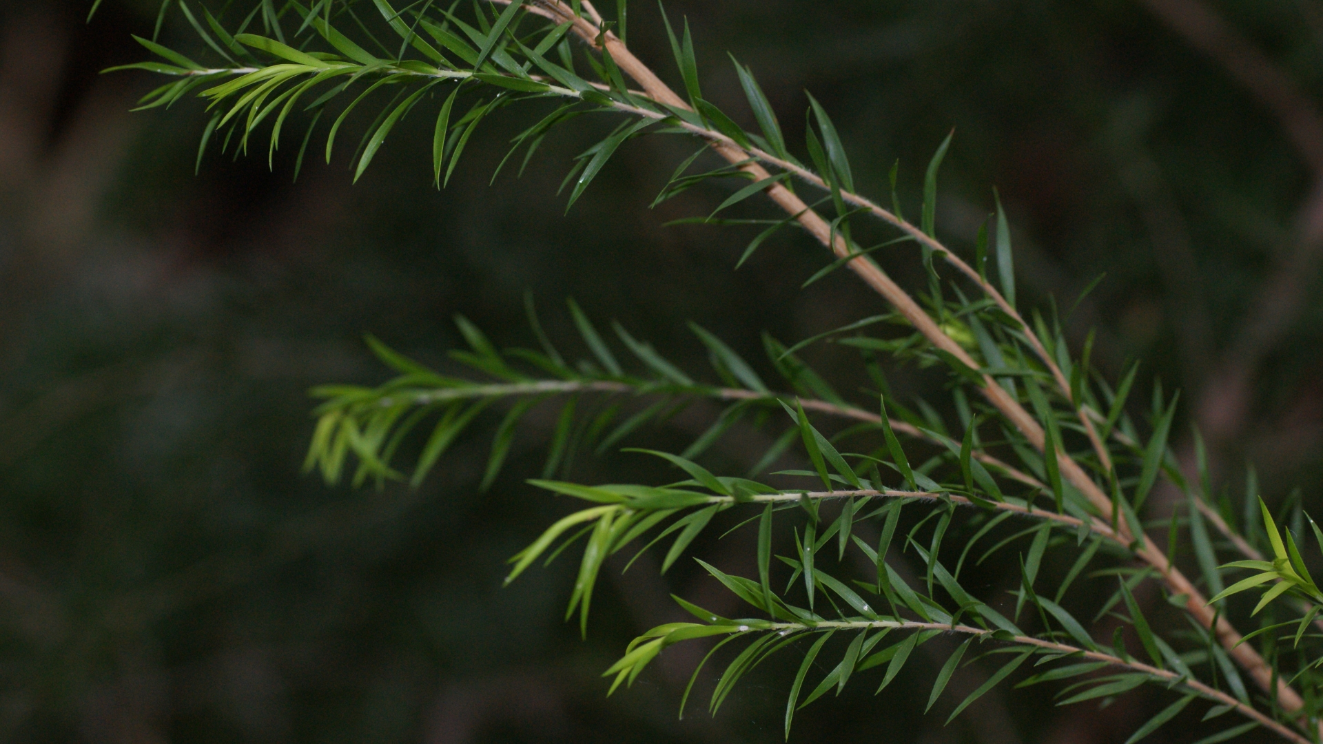 Teebaumzweig mit schmalen grünen Blättern.