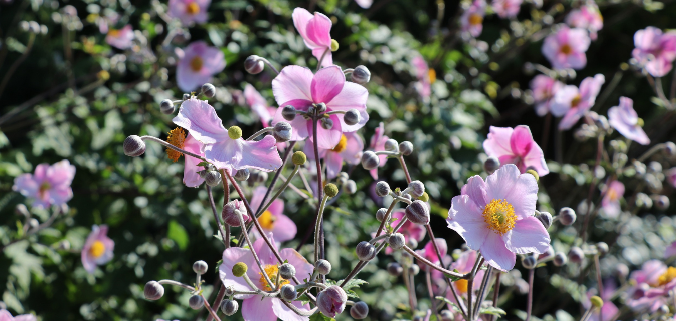 Zarte rosa Herbstanemonen mit gelber Blütenmitte in einem blühenden Garten.