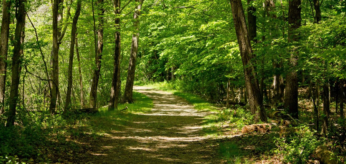 Auf dem Weg ist ein Waldweg mit vielen Bäumen zu sehen.
