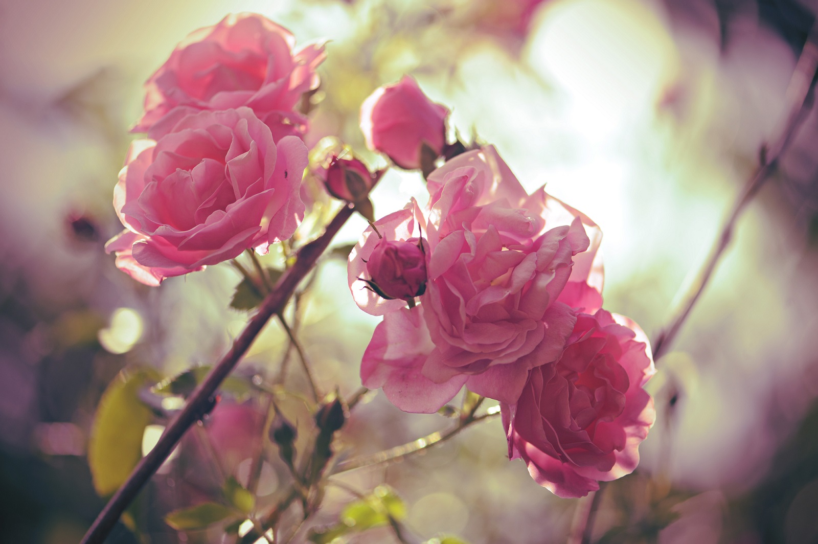 Naturdüfte komponieren lernen – vom individuellen Raumduft bis zum eigenen Parfum 