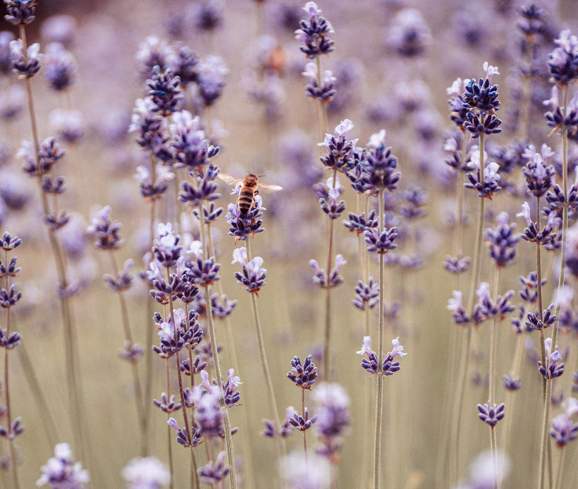 Honigbiene auf Lavendelblüte zwischen violetten Lavendelblüten.