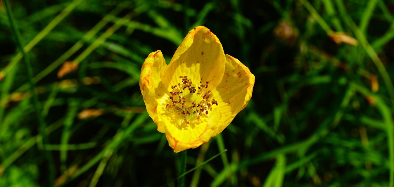 Nachtkerzenpflanze mit grünem Hintergrund (Gras) 